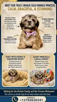 purebred Shih Tzu "Twin B"! , a female Shih Tzu for sale in Antelope, CA – 2 of 9