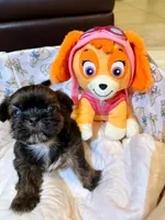 purebred Shih Tzu "little girl"!, a female Shih Tzu for sale in Antelope, CA – 4 of 9