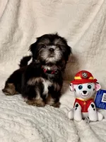 purebred Shih Tzu "Big Boy"!, a male Shih Tzu for sale in Antelope, CA – 3 of 9