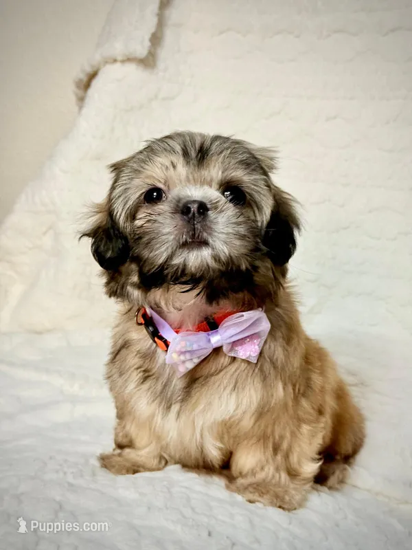 purebred Shih Tzu "Twin B"!  – Shih Tzu puppy for sale in Antelope, CA