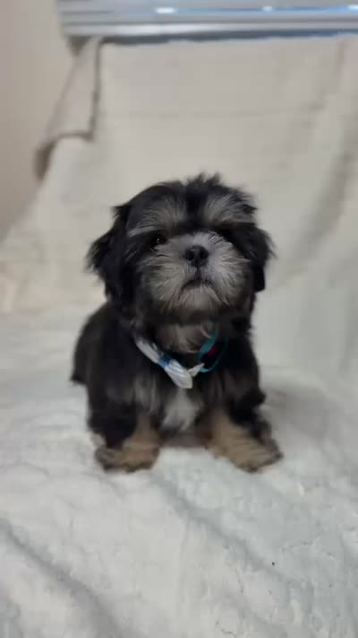 purebred Shih Tzu "Big Boy"!, a male Shih Tzu for sale in Antelope, CA – 7 of 9