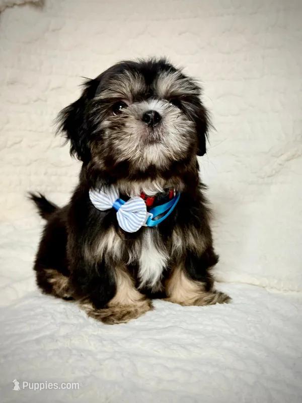 purebred Shih Tzu "Big Boy"! – Shih Tzu puppy for sale in Antelope, CA
