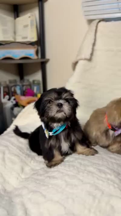 purebred Shih Tzu "Twin B"! , a female Shih Tzu for sale in Antelope, CA – 9 of 9