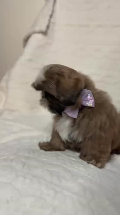 purebred Shih Tzu "Twin A"!, a female Shih Tzu for sale in Antelope, CA – 5 of 9