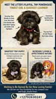 purebred Shih Tzu "little girl"!, a female Shih Tzu for sale in Antelope, CA – 2 of 9