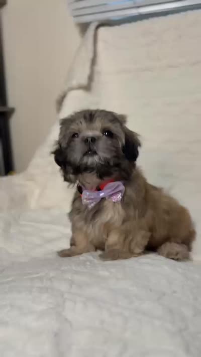 purebred Shih Tzu "Twin B"! , a female Shih Tzu for sale in Antelope, CA – 6 of 9