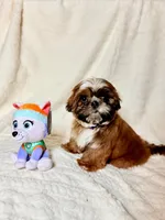 purebred Shih Tzu "Twin A"!, a female Shih Tzu for sale in Antelope, CA – 3 of 9