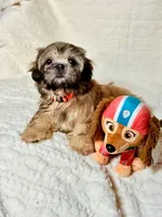 purebred Shih Tzu "Twin B"! , a female Shih Tzu for sale in Antelope, CA – 3 of 9