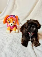 purebred Shih Tzu "little girl"!, a female Shih Tzu for sale in Antelope, CA – 3 of 9