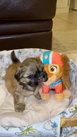 purebred Shih Tzu "Twin B"! , a female Shih Tzu for sale in Antelope, CA – 4 of 9