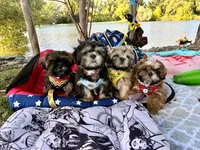 purebred Shih Tzu "Big Boy"!, a male Shih Tzu for sale in Antelope, CA – 8 of 9