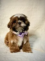 purebred Shih Tzu "Twin A"!, a female Shih Tzu for sale in Antelope, CA – 1 of 9
