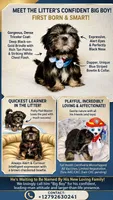 purebred Shih Tzu "Big Boy"!, a male Shih Tzu for sale in Antelope, CA – 2 of 9