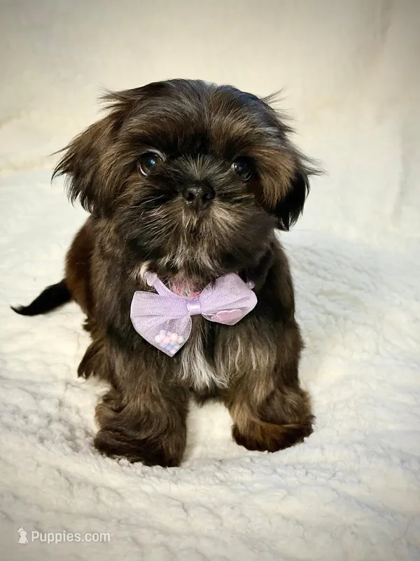 purebred Shih Tzu "little girl"! – Shih Tzu puppy for sale in Antelope, CA