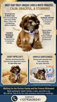 purebred Shih Tzu "Twin A"!, a female Shih Tzu for sale in Antelope, CA – 2 of 9