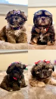 purebred Shih Tzu "Twin B"! , a female Shih Tzu for sale in Antelope, CA – 5 of 9