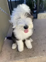 SNOOPY, a male Old English Sheepdog for sale in Anaheim, CA – Photo 1 of 4