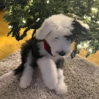 SNOOPY, a male Old English Sheepdog for sale in Anaheim, CA – Photo 2 of 4