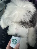 SNOOPY, a male Old English Sheepdog for sale in Anaheim, CA – Photo 3 of 4