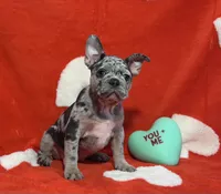 Gypsy, a female French Bulldog for sale in Douglasville, GA – Photo 1 of 10