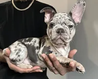 Gypsy, a female French Bulldog for sale in Douglasville, GA – Photo 6 of 10