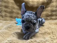 Gypsy, a female French Bulldog for sale in Douglasville, GA – Photo 7 of 10