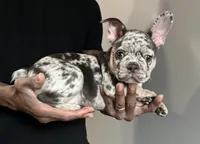 Gypsy, a female French Bulldog for sale in Douglasville, GA – Photo 2 of 10