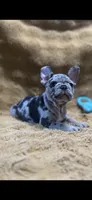 Gypsy, a female French Bulldog for sale in Douglasville, GA – Photo 10 of 10