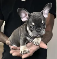 Sable, a female French Bulldog for sale in Douglasville, GA – Photo 2 of 10