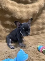 Sable, a female French Bulldog for sale in Douglasville, GA – Photo 10 of 10