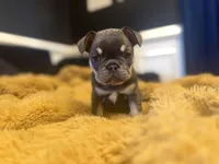 Sable, a female French Bulldog for sale in Douglasville, GA – Photo 6 of 10