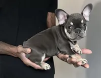 Sable, a female French Bulldog for sale in Douglasville, GA – Photo 8 of 10