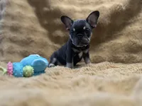 Sable, a female French Bulldog for sale in Douglasville, GA – Photo 9 of 10