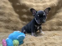 Sable, a female French Bulldog for sale in Douglasville, GA – Photo 7 of 10