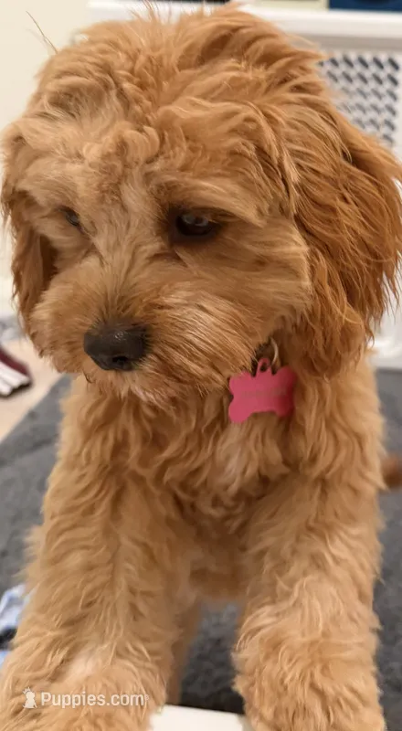 Poppy  – Cavapoo puppy for sale in Magnolia, TX