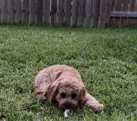 Poppy , a female Cavapoo for sale in Magnolia, TX – 3 of 3