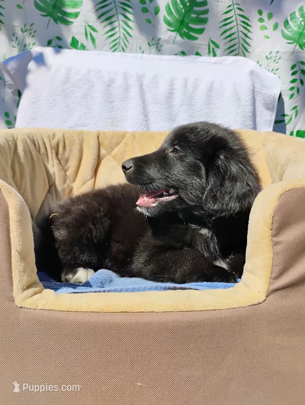 Tasha – Border Collie, Collie puppy for sale in Jobstown, NJ