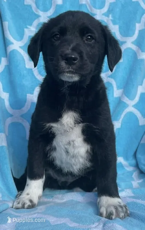 Bo – Labrador Retriever puppy for sale in Jobstown, NJ