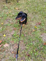 Heidi , a female Dachshund for sale in Jobstown, NJ – 3 of 4