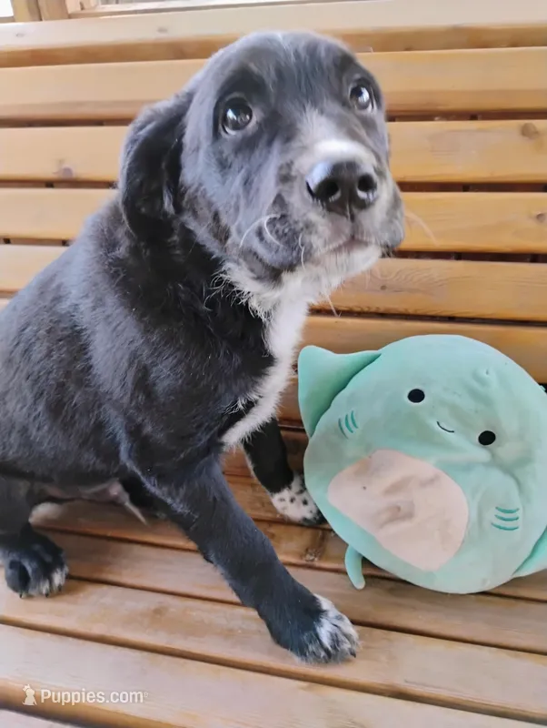 Bruiser – Labrador Retriever puppy for sale in Jobstown, NJ