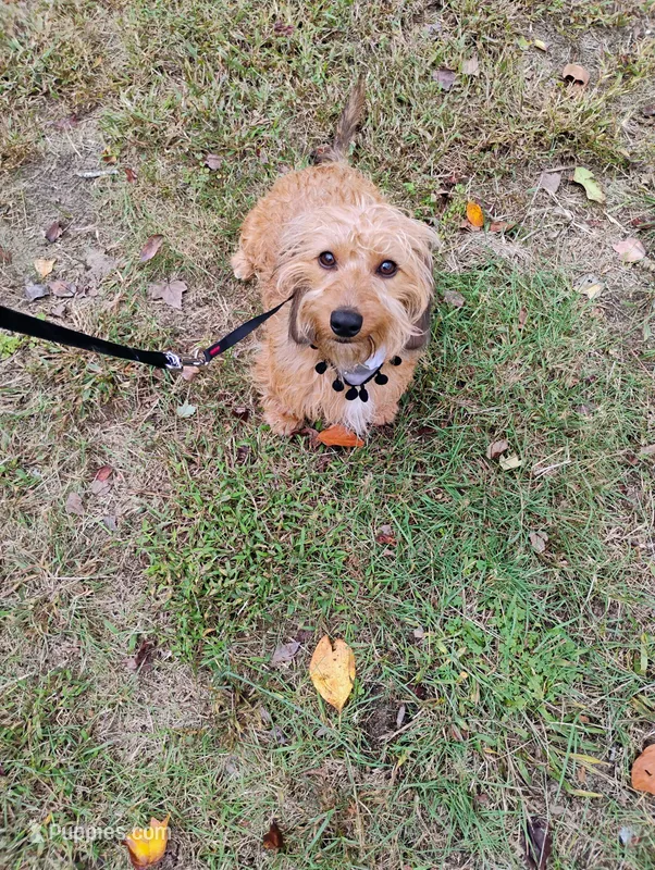 Josie – Miniature Dachshund puppy for sale in Jobstown, NJ