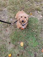 Josie, a female Miniature Dachshund for sale in Jobstown, NJ – 1 of 3