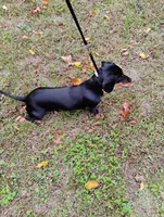 Heidi , a female Dachshund for sale in Jobstown, NJ – 2 of 4