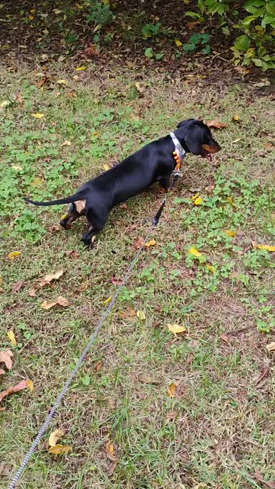 Heidi , a female Dachshund for sale in Jobstown, NJ – 4 of 4