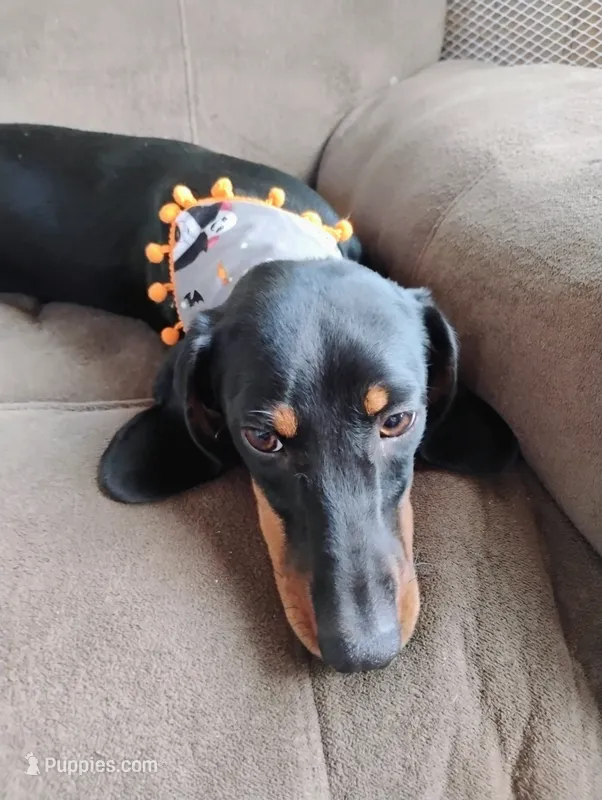 Heidi  – Dachshund puppy for sale in Jobstown, NJ