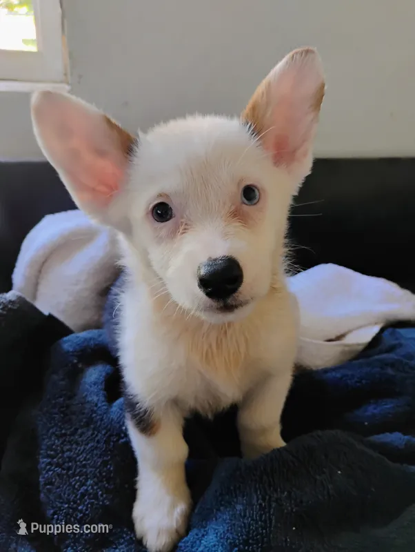 Tulip – Pembroke Welsh Corgi puppy for sale in Jobstown, NJ