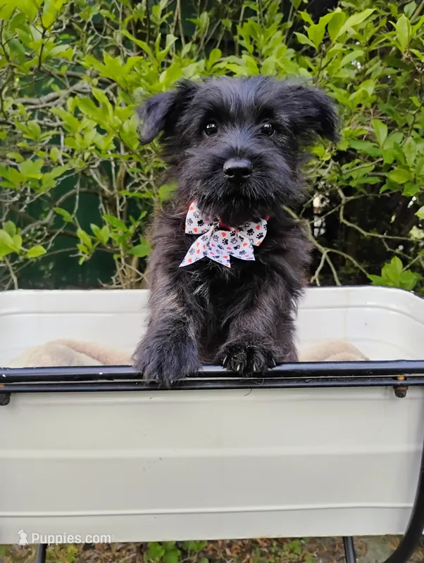 Walter – Cairn Terrier puppy for sale in Jobstown, NJ