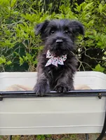 Walter, a male Cairn Terrier for sale in Jobstown, NJ – 1 of 3