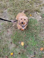 Josie, a female Miniature Dachshund for sale in Jobstown, NJ – 2 of 3