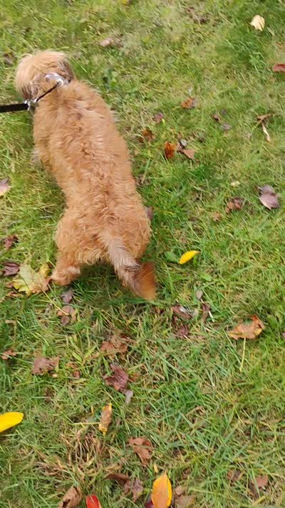 Josie, a female Miniature Dachshund for sale in Jobstown, NJ – 3 of 3